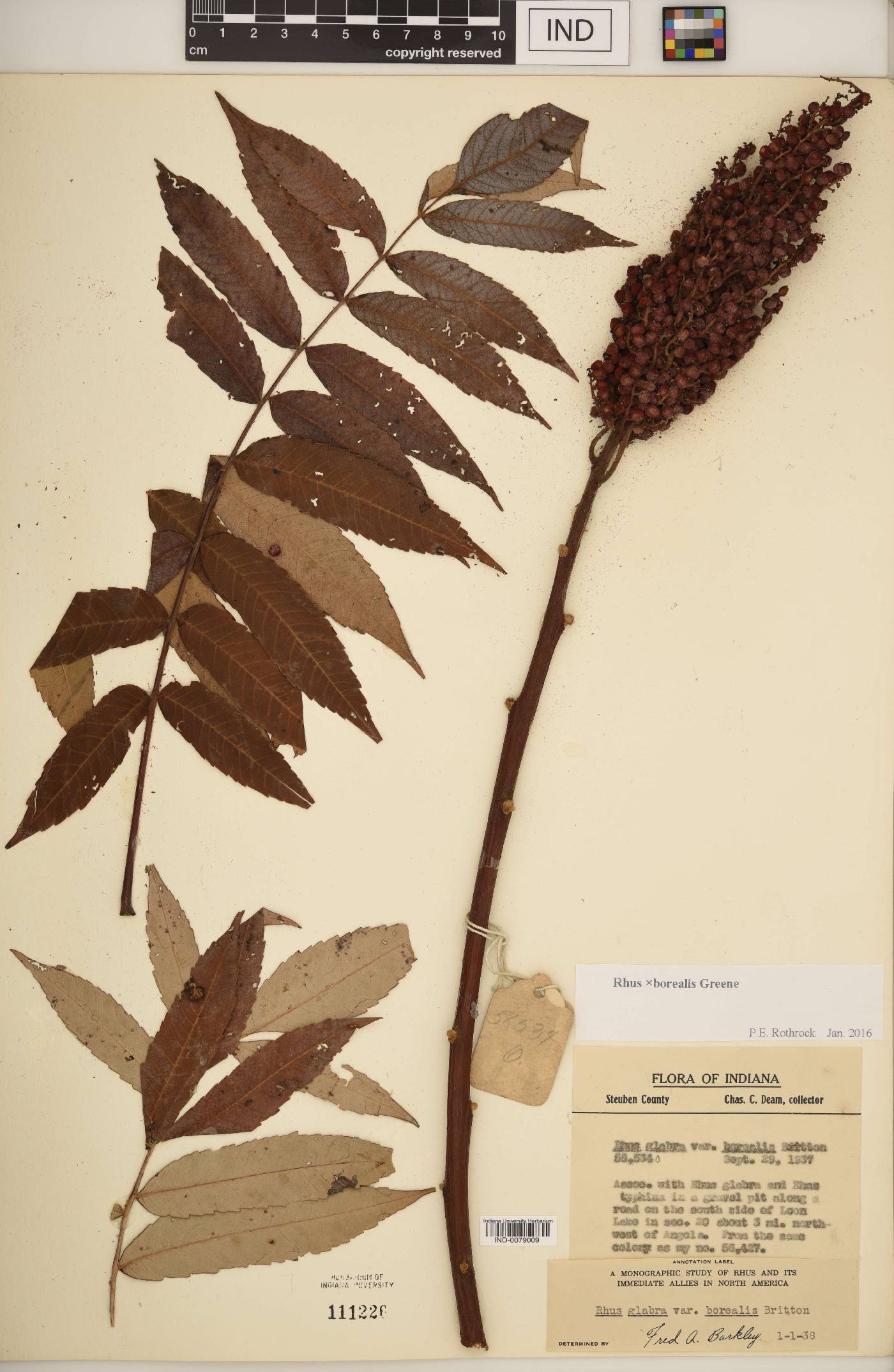 Rhus × borealis image