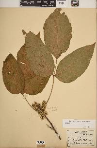 Toxicodendron radicans subsp. radicans image