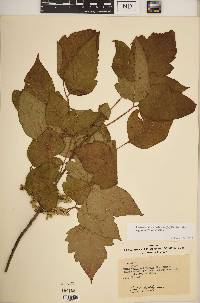 Toxicodendron radicans subsp. negundo image