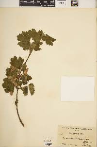 Acer glabrum image