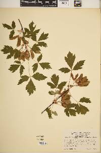 Acer glabrum image