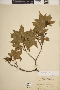 Acer leucoderme image