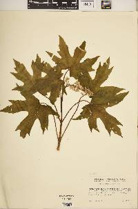 Acer macrophyllum image