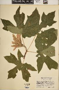 Acer macrophyllum image