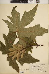 Acer macrophyllum image