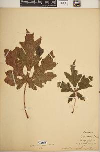 Acer macrophyllum image