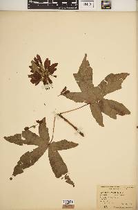 Acer macrophyllum image