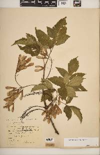 Acer negundo var. negundo image