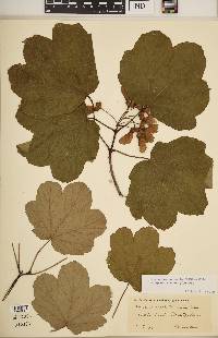 Acer obtusatum image