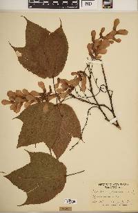 Acer pennsylvanicum image