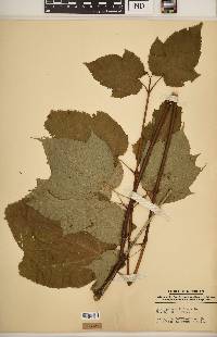 Acer pennsylvanicum image