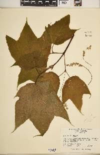 Acer pennsylvanicum image