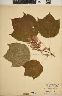 Acer pennsylvanicum image