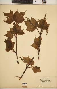 Acer pennsylvanicum image