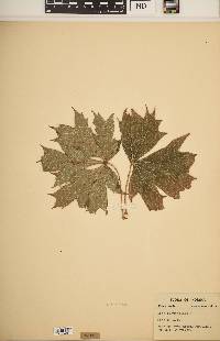 Acer platanoides image