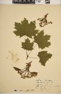 Acer platanoides image