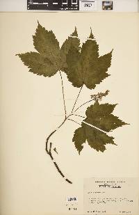 Acer spicatum image