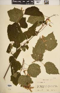 Acer spicatum image