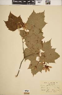 Acer spicatum image