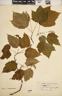 Acer spicatum image