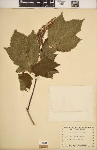 Acer spicatum image