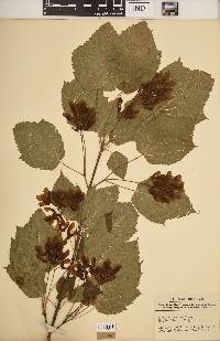 Acer spicatum image