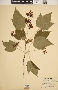 Acer spicatum image