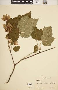 Acer spicatum image