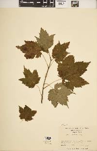 Acer spicatum image