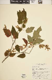 Acer spicatum image