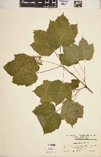 Acer spicatum image