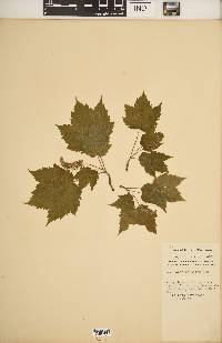 Acer spicatum image