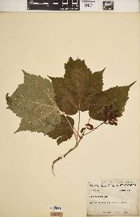 Acer spicatum image