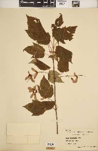 Acer spicatum image