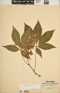 Aesculus glabra var. glabra image