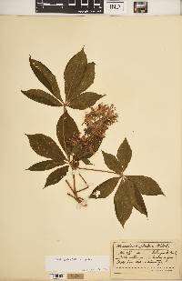 Aesculus glabra var. glabra image