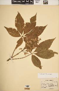 Aesculus glabra var. glabra image