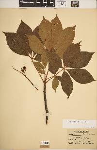 Aesculus glabra image