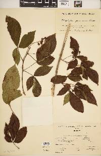 Allophylus panamensis image