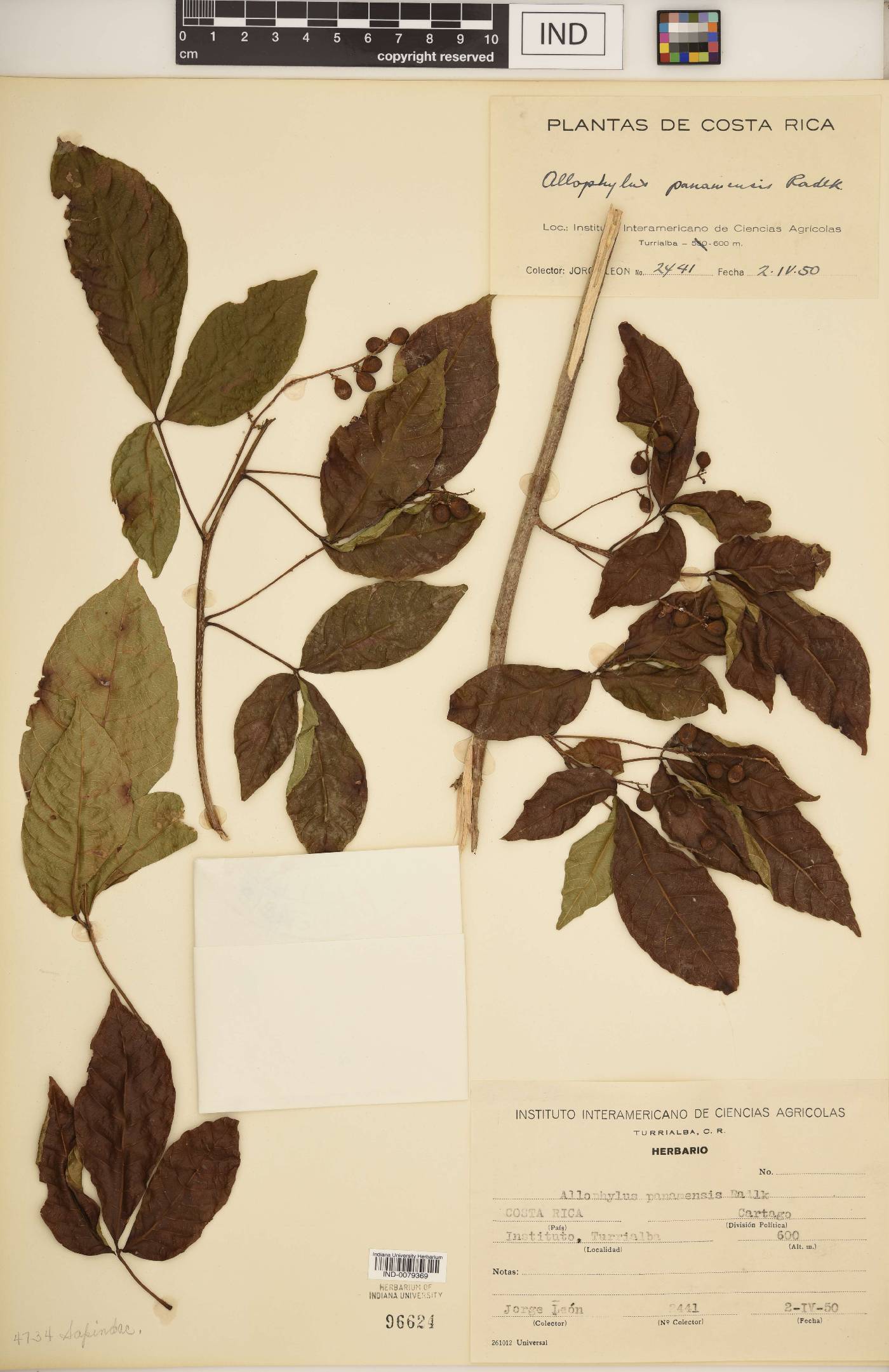 Allophylus panamensis image