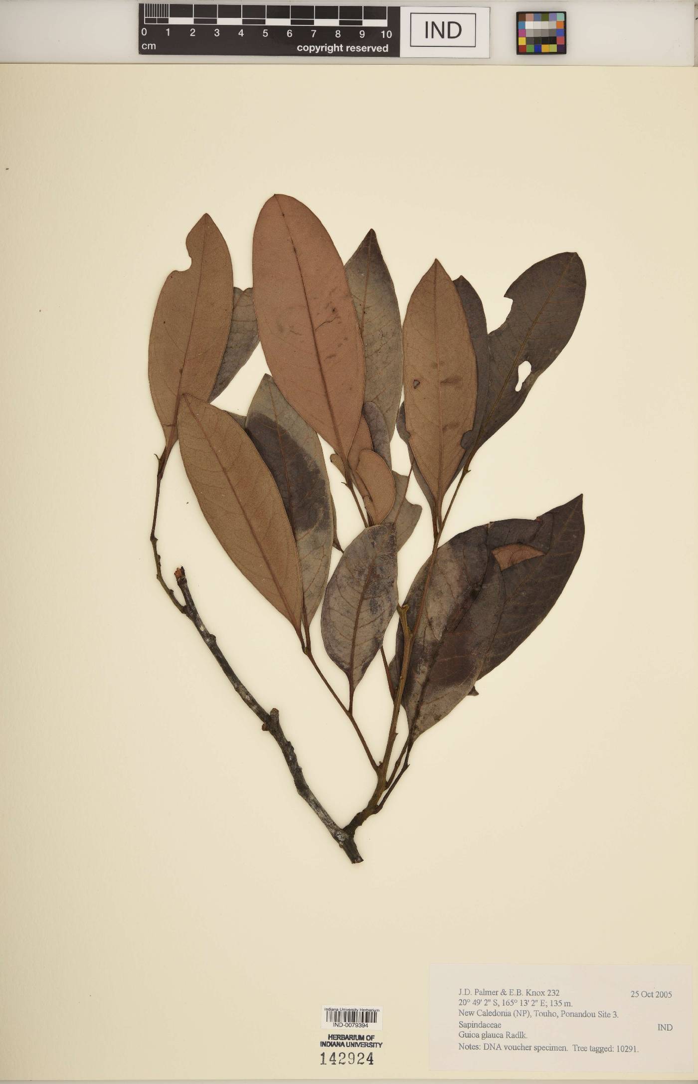 Guioa glauca image