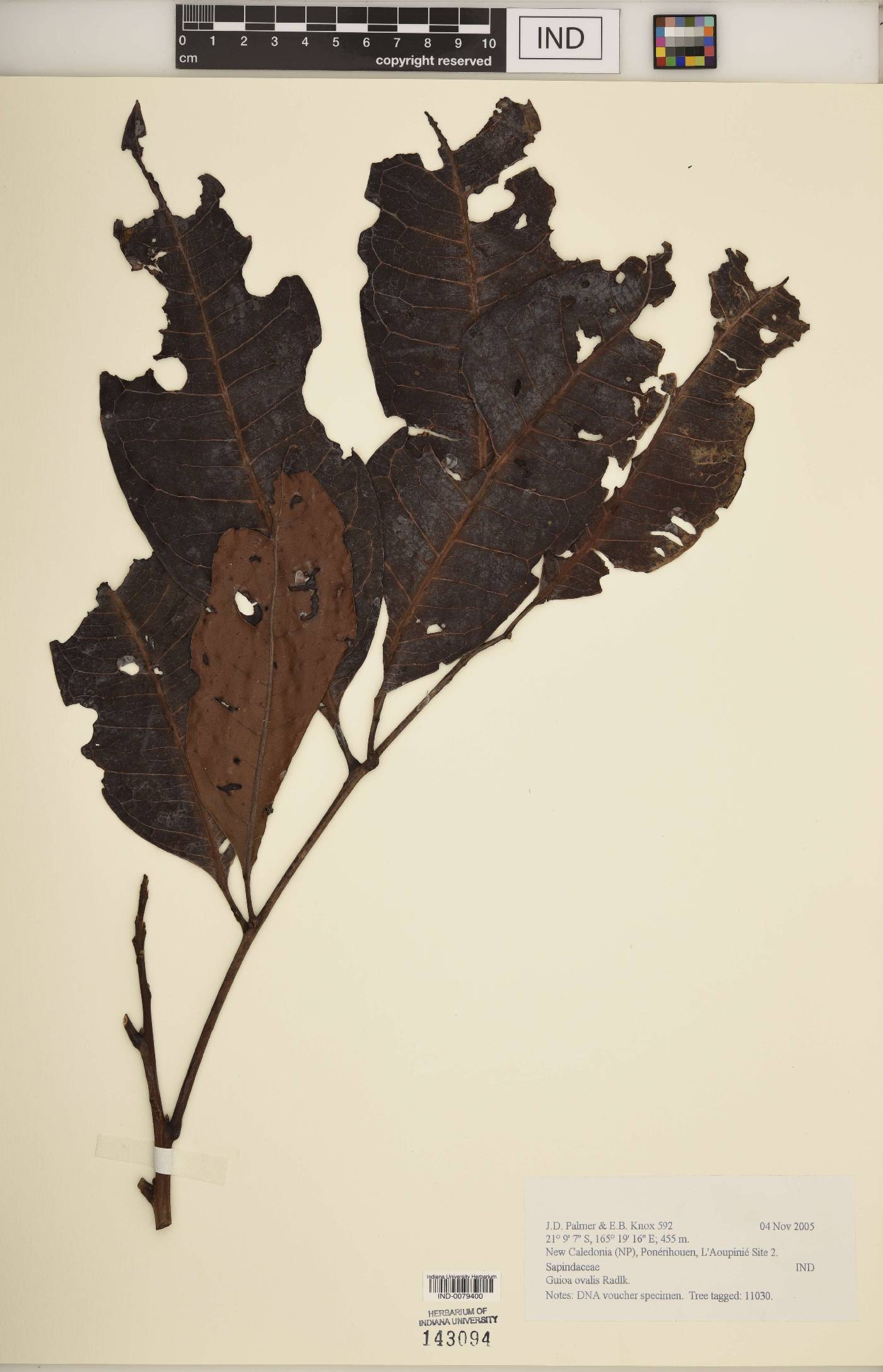 Guioa ovalis image