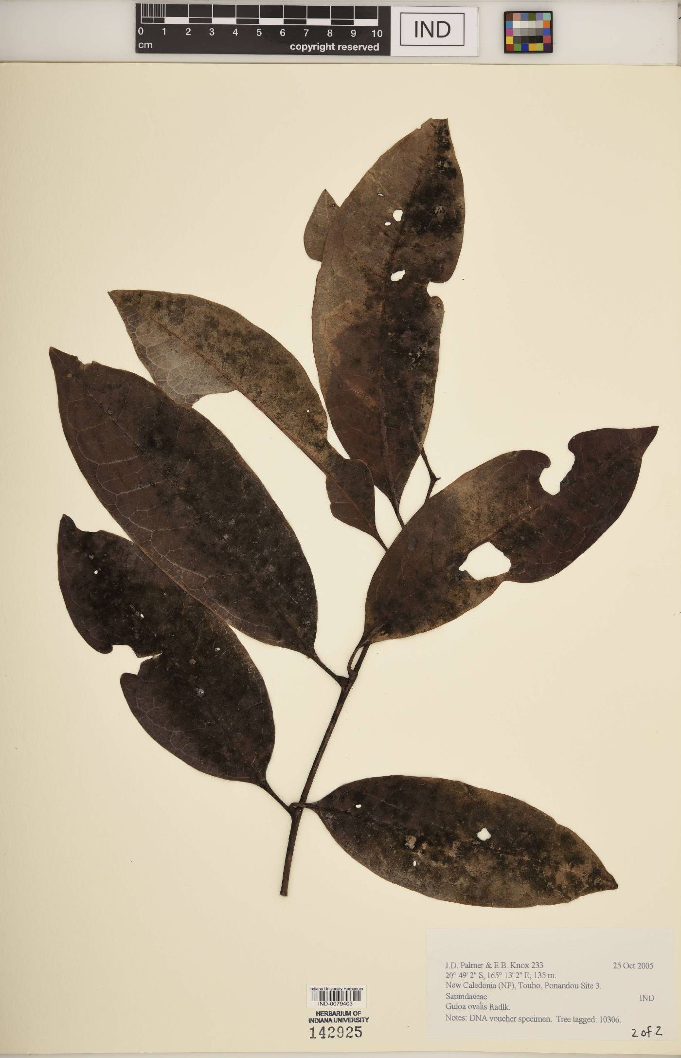 Guioa ovalis image