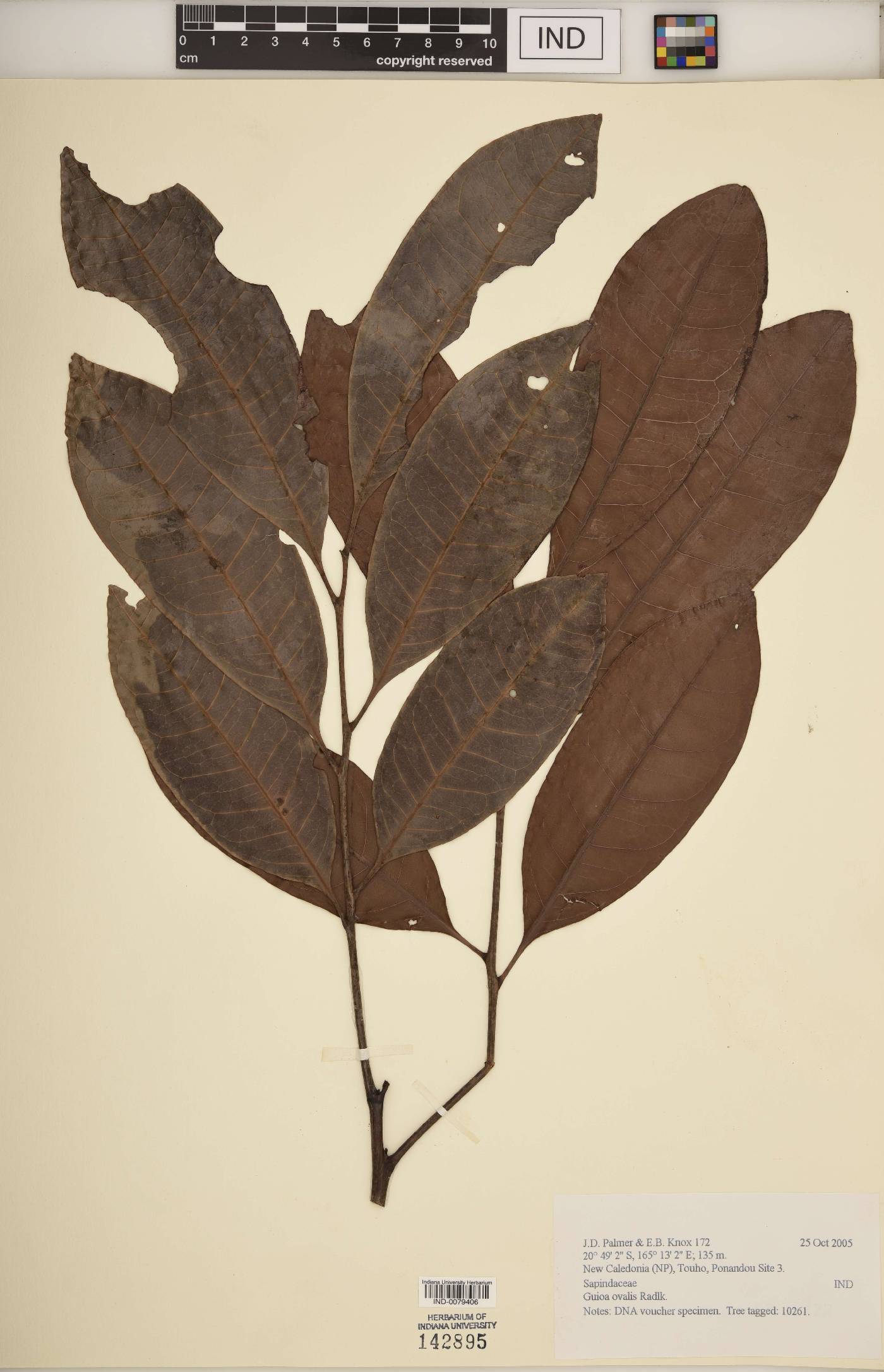 Guioa ovalis image