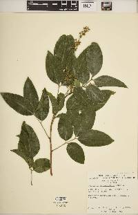 Media resource of Harpullia thanatophora