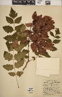 Koelreuteria paniculata image