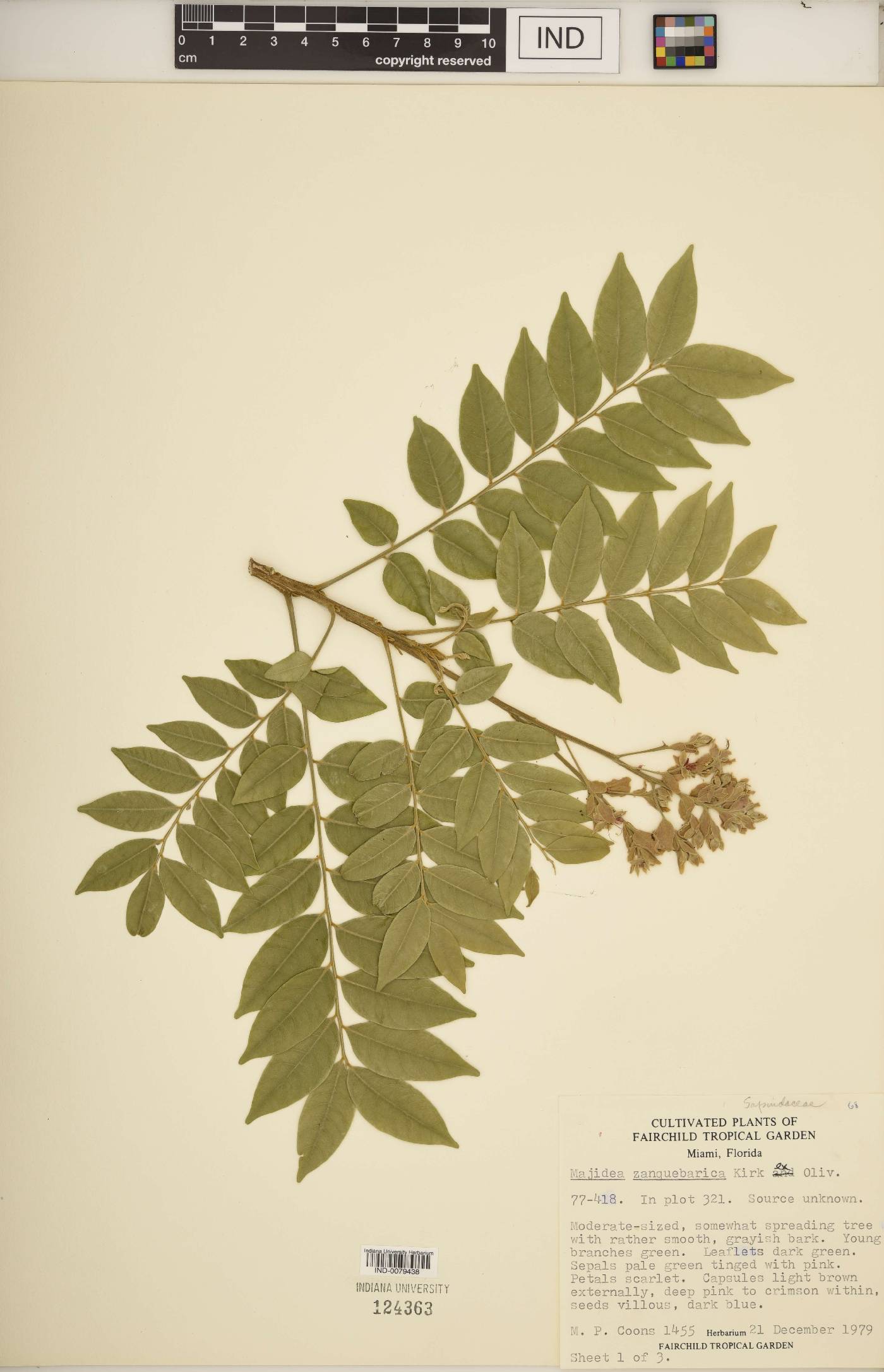 Majidea zanguebarica image