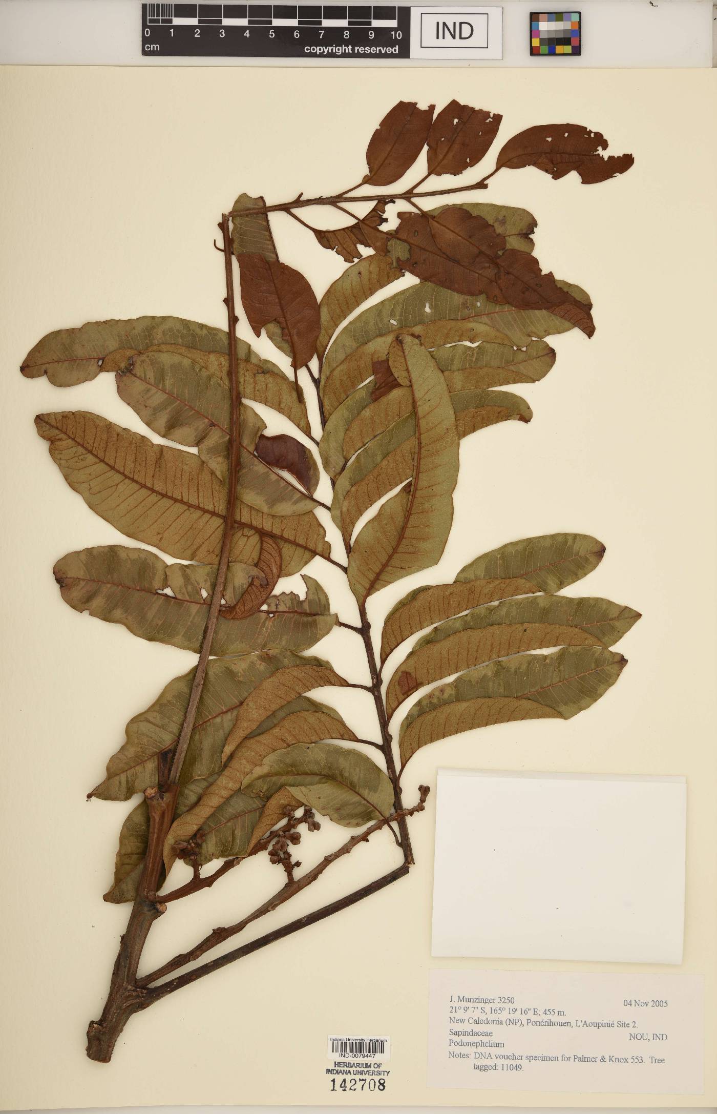 Podonephelium image