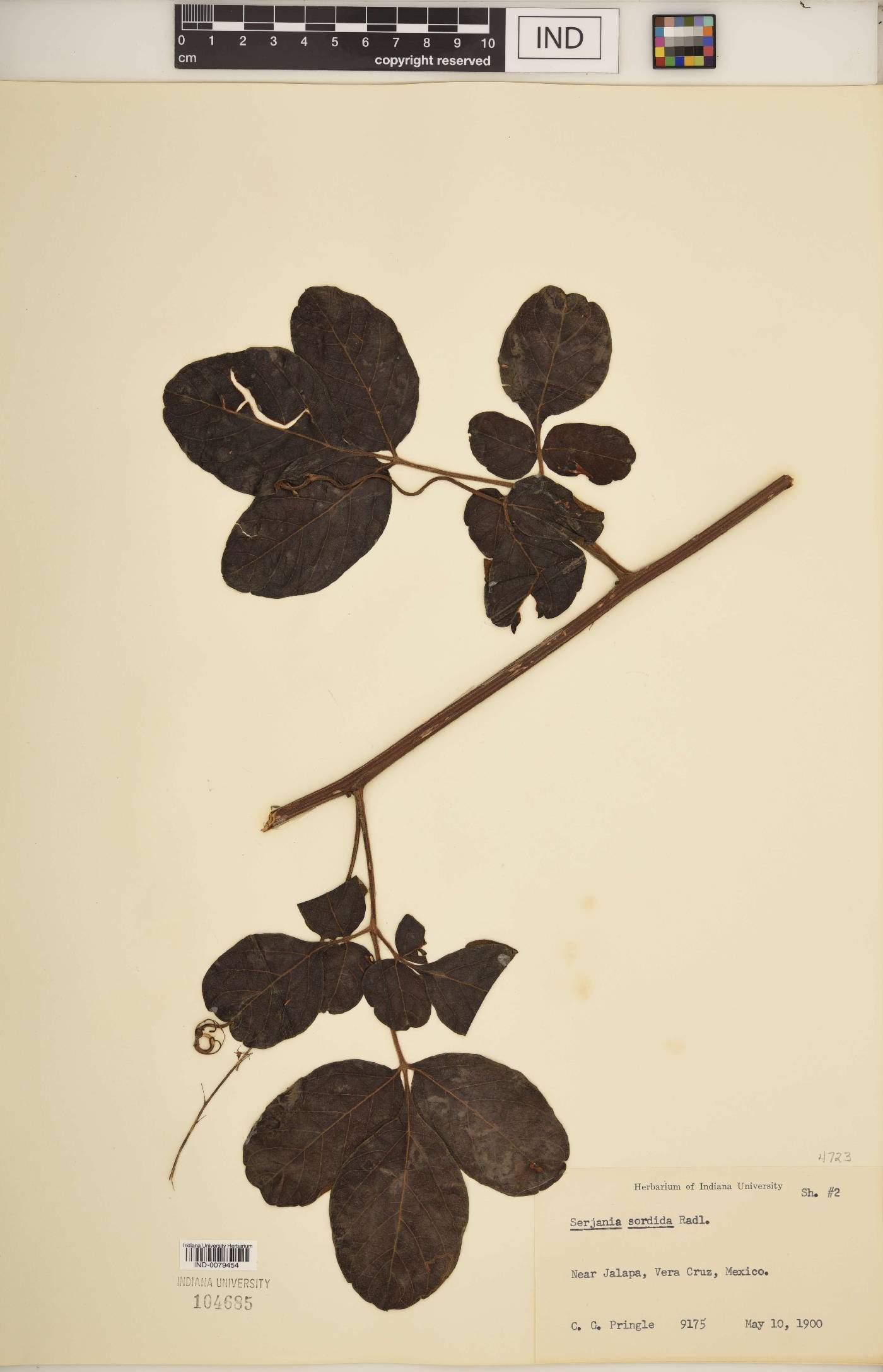 Serjania acuta image