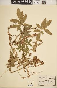 Serjania unguiculata image